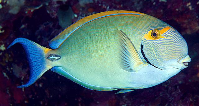  Acanthurus dussumieri (Eyestripe Tang/Surgeonfish)